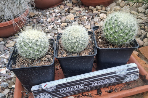 Mammillaria senilis verruca