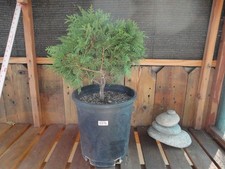 Female Dwarf Hinoki Cypress