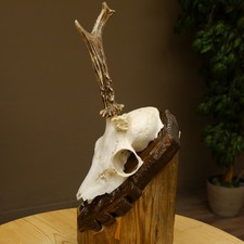 Corna di Cervo Anormale