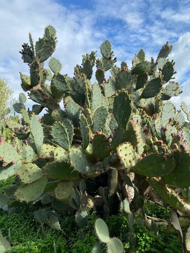 Opuntia engelmanni talea - engelmanni, a