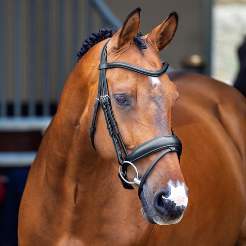 Shires velociti lusso dressage - shires,