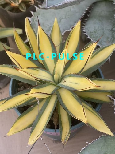 Agave bruciata borgogna media - agave,