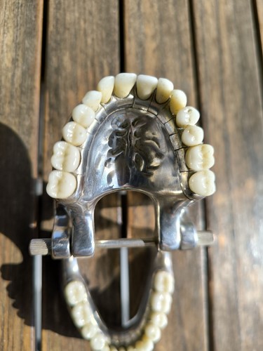 Modello dentiera - modello, di