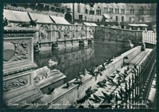 Siena Città Piccioni Foto FG