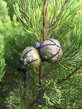 CIPRESSO MERIDIONALE -