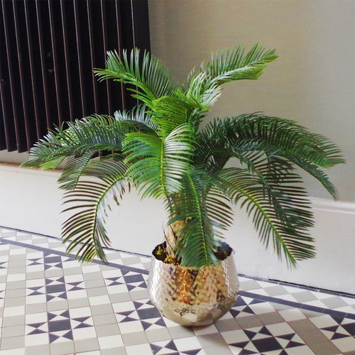 Palma cycas pianta - 60, cm