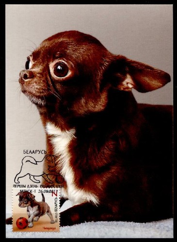 Cani giovani chihuahua - cani,