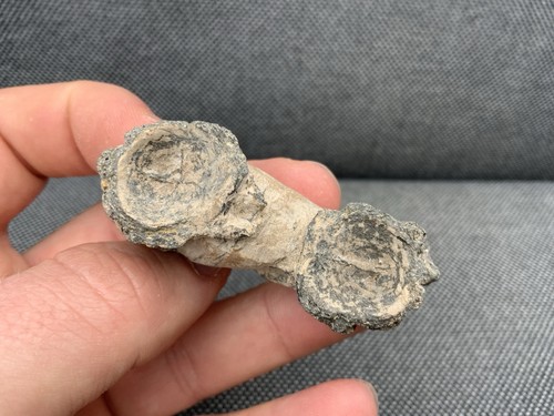 Rare fossil fish - fish, bone