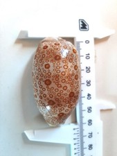 conchiglia CYPRAEA ARGUS nuova