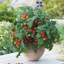 Pomodoro minibel - minibel,