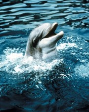 Flipper 8x10 real Photo