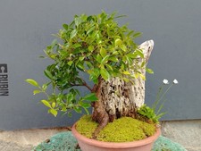 Bonsai Ficus 40x27 In Vaso