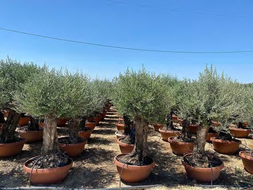 Ulivo olivo olea europea - ulivo,