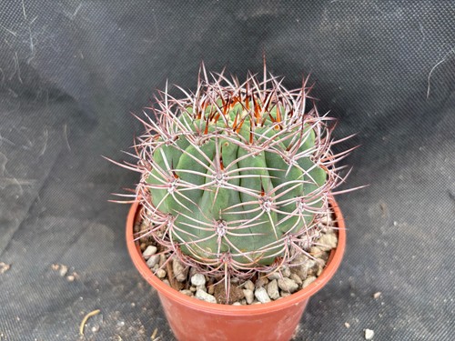 Denmoza rodacantha cactus - denmoza,