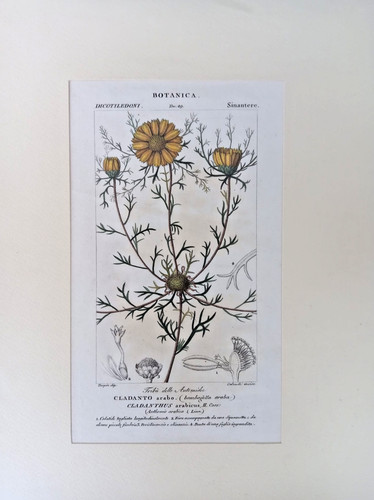 Stampa antica botanica - antica,