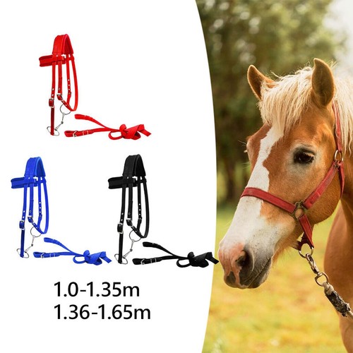 Briglia per cavallo con