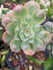 1 Piantina Echeveria raindrops Pianta Grassa In Vaso Terriccio