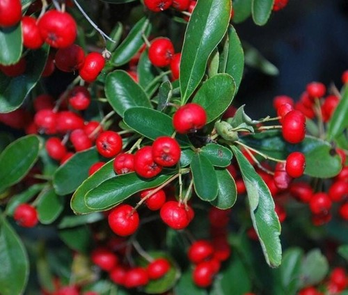 Pianta di pyracantha - di,