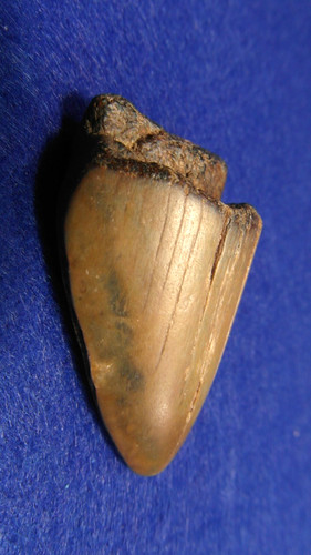 Dente megalodonte - dente,