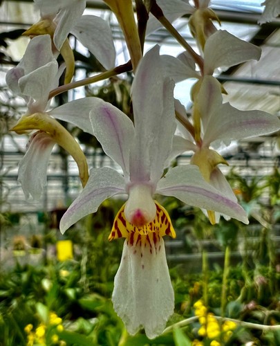 Renanthera holcoglossum - renanthera,