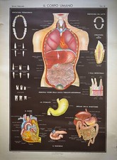IL CORPO UMANO-TAV. III-Storia Naturale-Poster originale didattico-Paravia-1971-