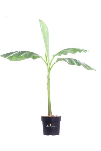 Pianta banano giapponese - pianta,