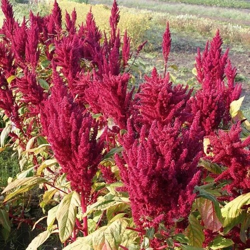 Semi amaranthus - 50,