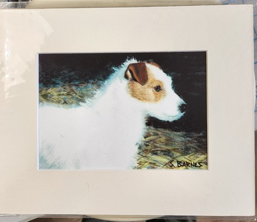 Jack parson russell cani - parson,