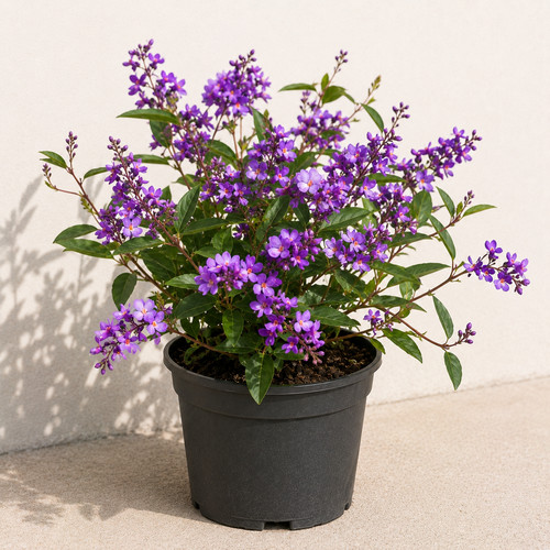 Hardenbergia violacea bliss - bliss, in