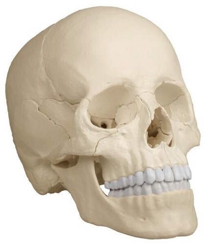Modello anatomico cranio - anatomico,,