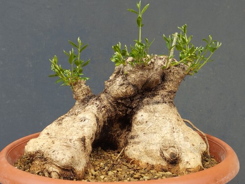 Bonsai olivastro 25x25cm - olivastro,