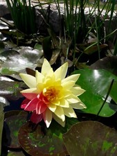 Ninfea Wanvisa, piante