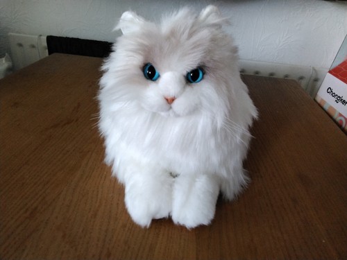Ragdoll cat with tags - ai,