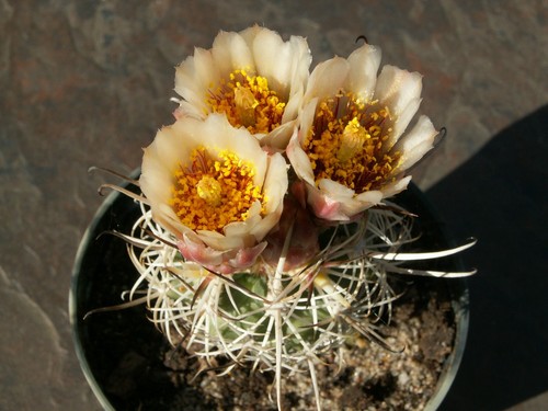 Sclerocactus wrightiae 1585 - sclerocactus,
