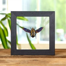 Taxidermy Black Tiger Beetle