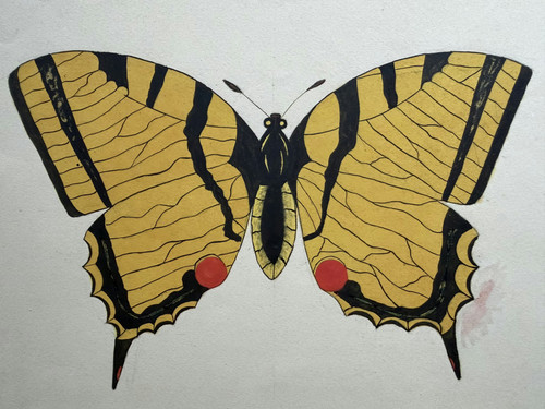 Farfalla disegno di - disegno, studio