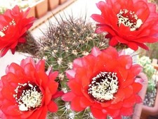 25 SEEDS lobivia grandiflora v