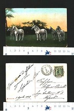 SEI BELLISSIMI CAVALLI BIANCHI CON BRIGLIE MA SENZA SELLE  IN UN PRATO  -27803