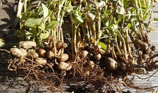 Semi di Arachis hypogaea, semi