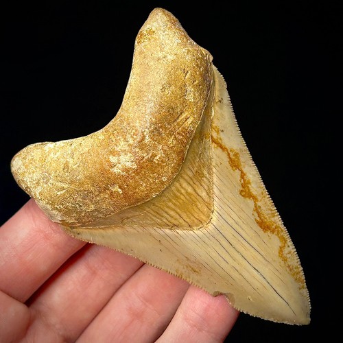 Dente squalo megalodonte - dente,