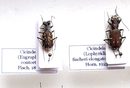 Carabidae coleotteri - carabidae,,