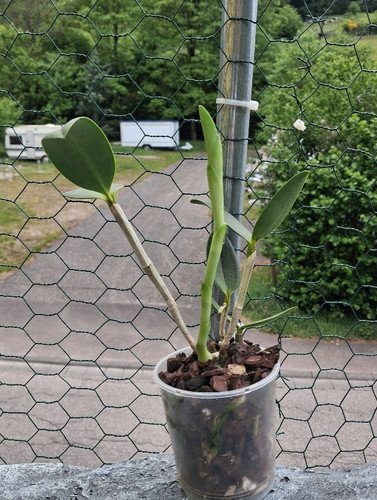 Cattleya leopoldii var - ., alba