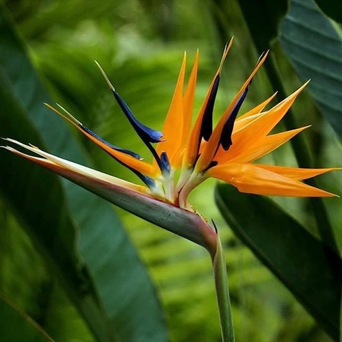 Strelitzia reginae uccello - strelitzia,