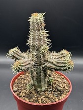 Euphorbia phillipsioides B