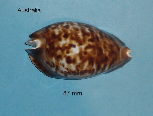 Cypraea friendii australia - friendii,