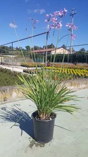 Tulbaghia violacea aglio - -,