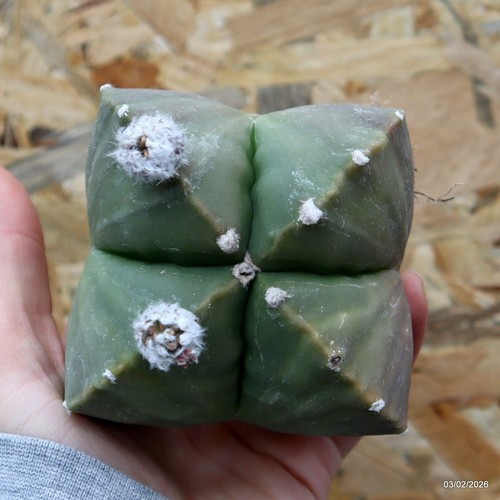 K054 astrophytum myriostigma - k054,