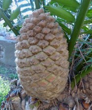 Encephalartos aemulans - no hirsutus latifrons