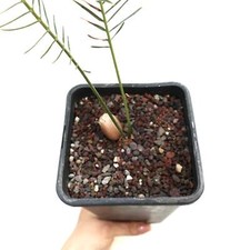 Encephalartos ghellinckii