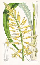 Pitcairnia Flavenscens Centro